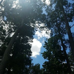 Meet your Posher, Dawn