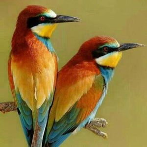 Meet your Posher, Eung