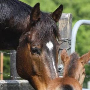 Meet your Posher, Rahchelle