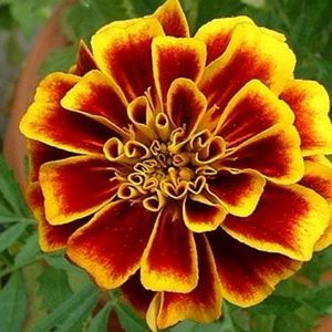 Meet your Posher, De