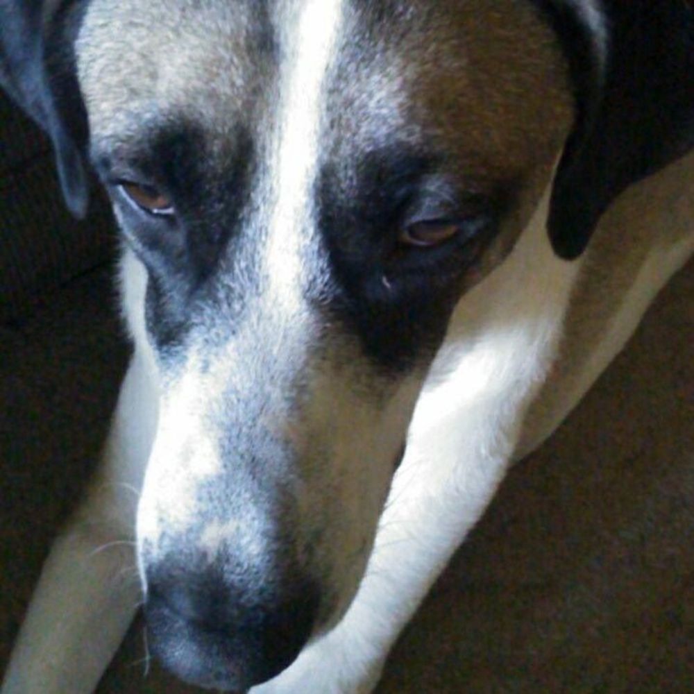 Meet your Posher, Dawn