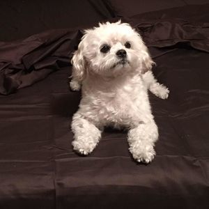 Meet your Posher, Lena