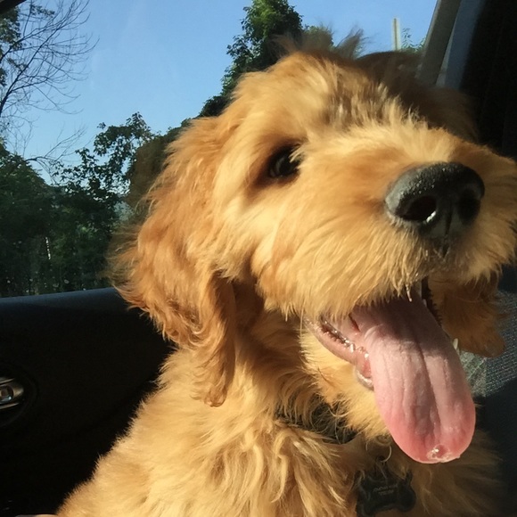 Meet your Posher, Michell - Picture 4 of 7