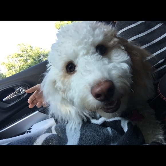 Meet your Posher, Michell - Picture 5 of 7