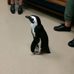 Meet your Posher, Barbara