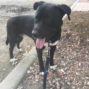 Meet your Posher, Curtis