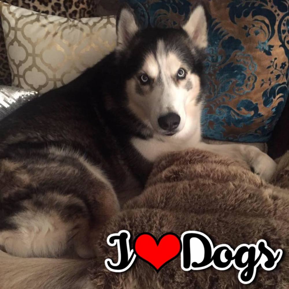 Meet your Posher, Jacqueline