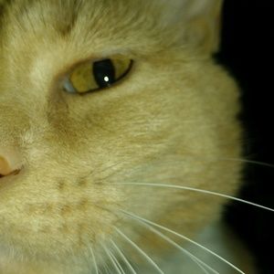 Meet your Posher, Kerry