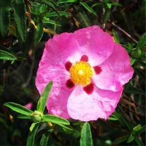 Meet your Posher, Abbie