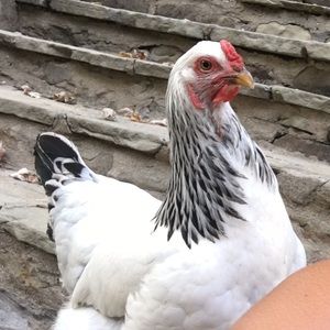 Meet your Posher, Courtney