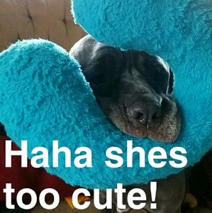 Meet your Posher, Naomi