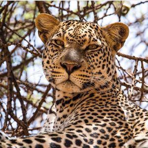 Meet your Posher, Muñeka