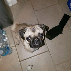 Meet your Posher, Julius