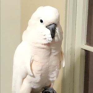 Meet your Posher, Rimon