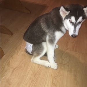 Meet your Posher, Marvin