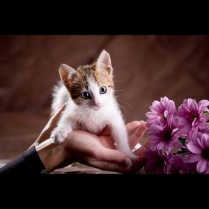 Meet your Posher, Elsa