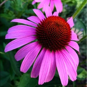 Meet your Posher, Hillary