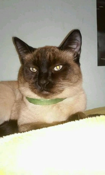 Meet your Posher, Jacqueline - Picture 1 of 1