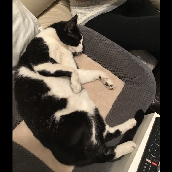 Meet your Posher, Antonio - Picture 1 of 1