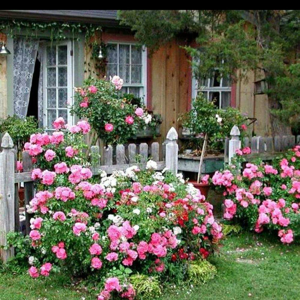 Meet your Posher, Grisselle