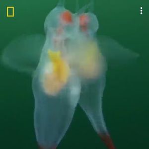 Meet your Posher, Safa