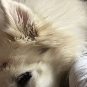 Meet your Posher, Trish