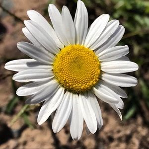 Meet your Posher, Lou