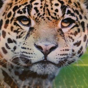 Meet your Posher, Devon