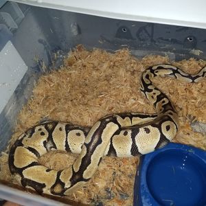 Meet your Posher, Tom