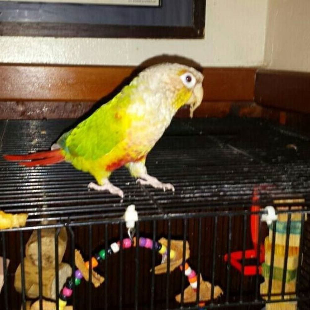 Meet your Posher, Dylan