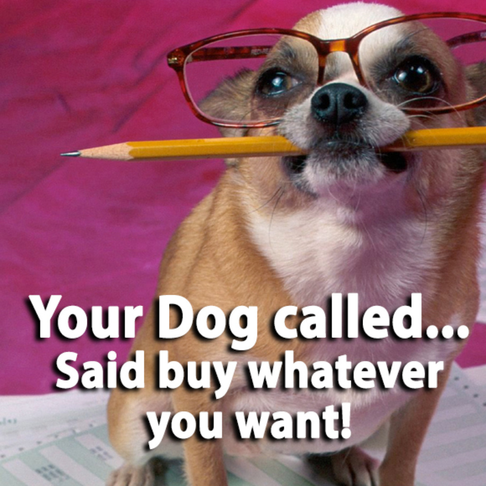 Chi Chi says..."Buy anything - but NO CATS!"