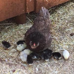 Meet your Posher, Deborah