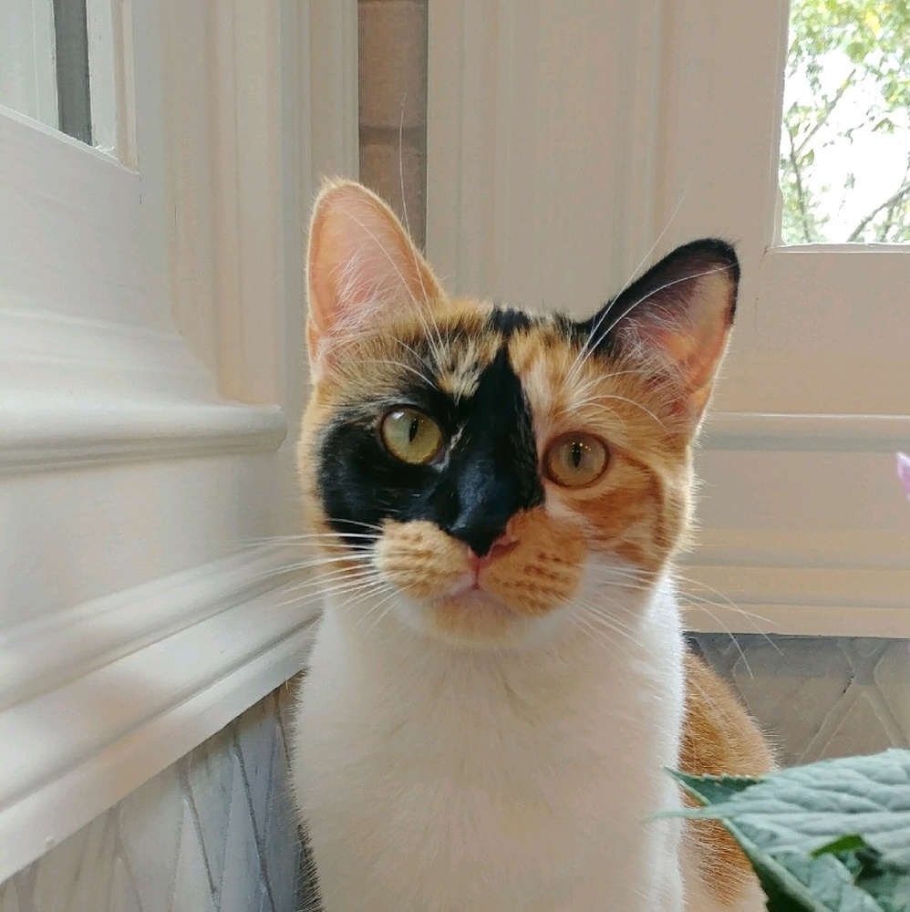 Meet your Posher, Joan