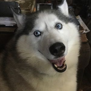 I’m a Giant Dust Bunny !