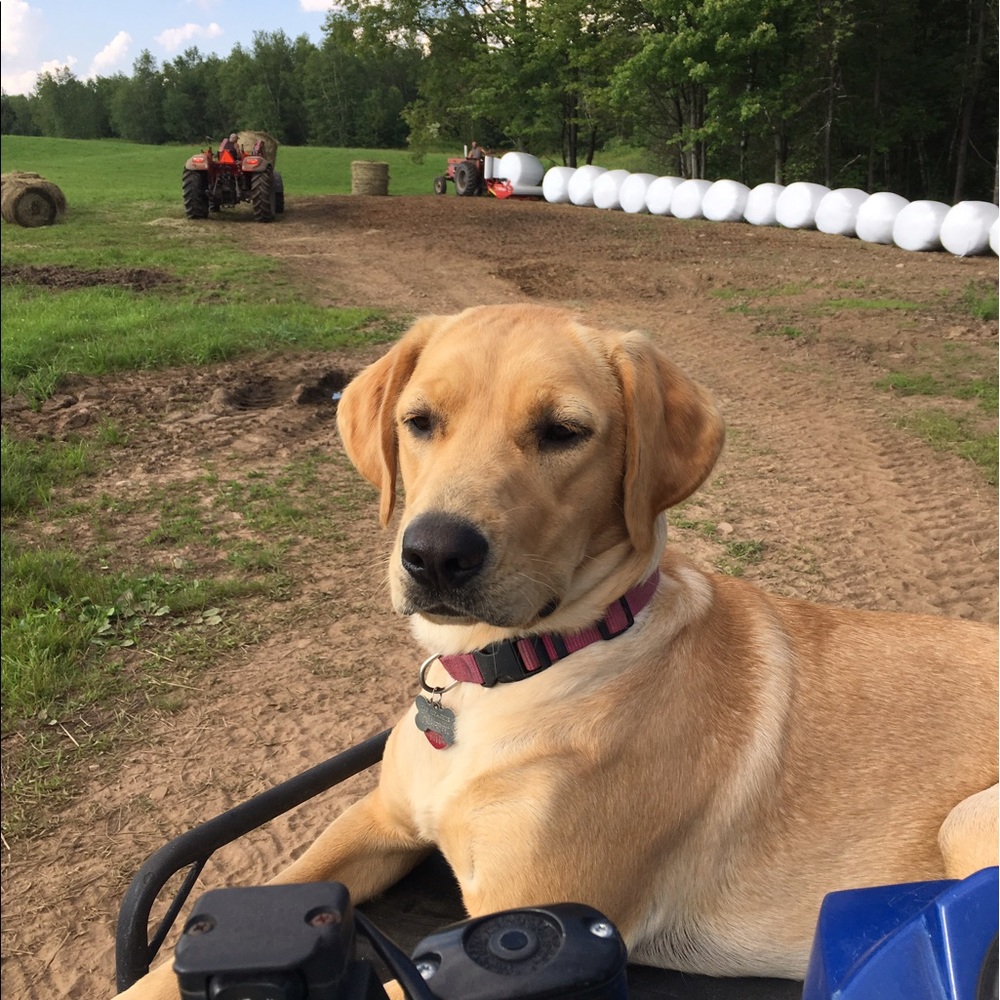 Meet your Posher, Anne
