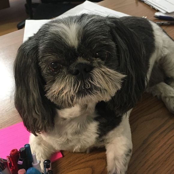 Meet your Posher, Cheryl - Picture 1 of 1