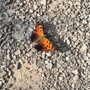 Meet your Posher, Adela