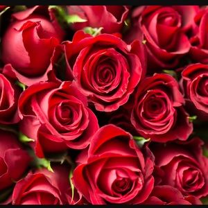 Meet your Posher, Rosy