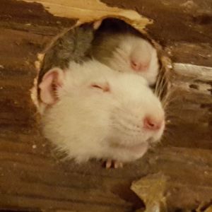 Meet your Posher, Emilie