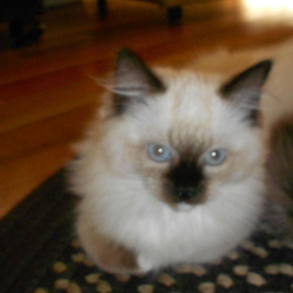 Meet your Posher, Lu ann