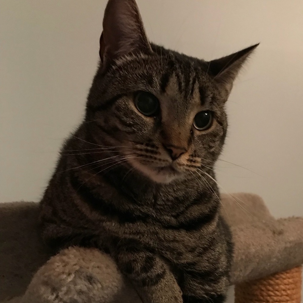 Meet your Posher, Aiden
