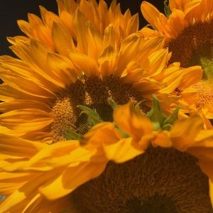 Meet your Posher, Paula