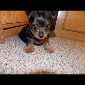 Meet your Posher, Edith