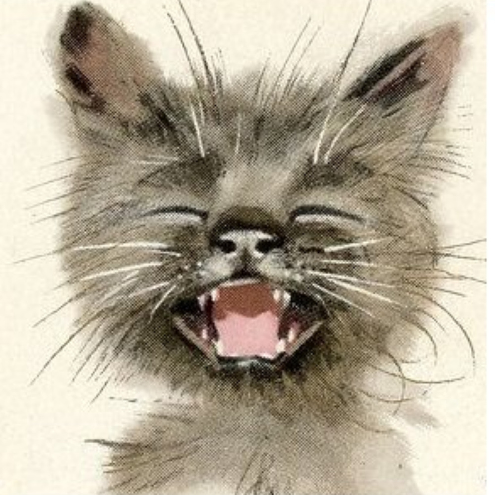 Meet your Posher, Bad Cat Thrift