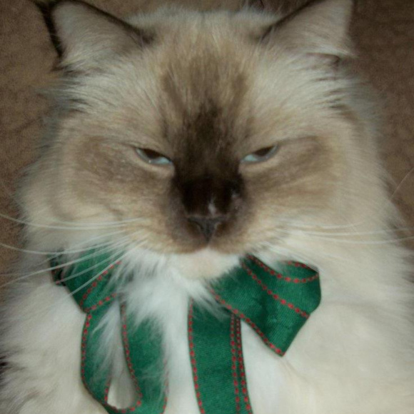 Meet your Posher, Bad Cat Thrift - Picture 5 of 5