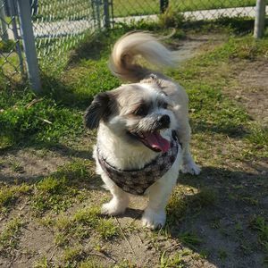 Meet your Posher, Genie