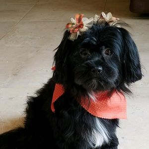 Meet your Posher, Fanny