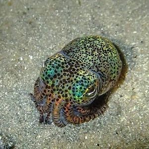 Meet your Posher, Ginger