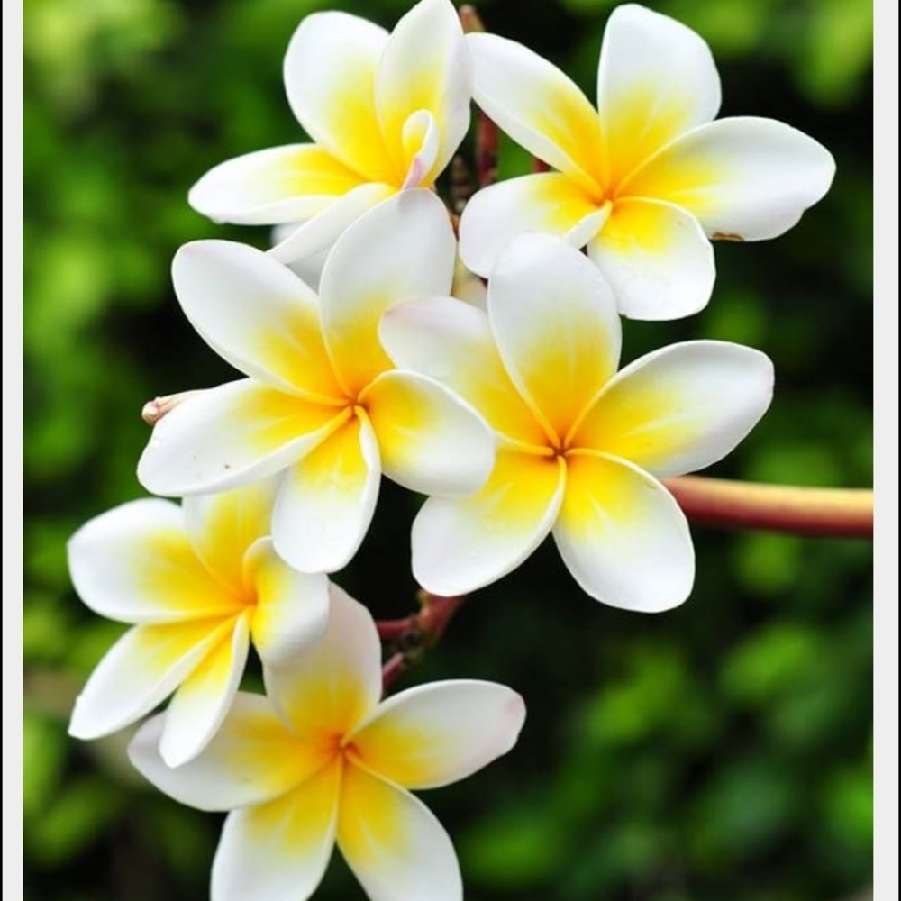 Meet your Posher, Jessie