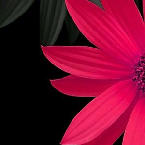 Meet your Posher, Casey